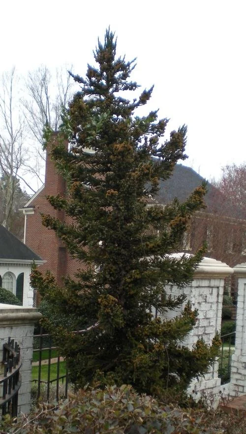 Cryptomeria japonica 'Black Dragon' #7