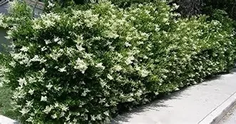 Ligustrum japonicum 'Recurvifolium'.webp
