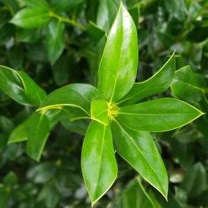 needlepoint holly.jpg