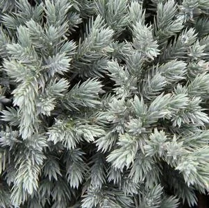 Juniperus squamata 'Blue Star' (Blue Star Juniper) #3