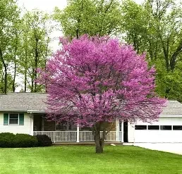 Cercis canadensis (Eastern Redbud) 7'B&B