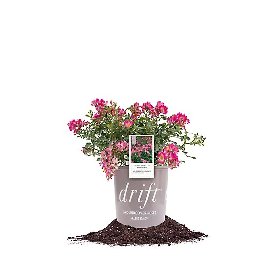 Rosa Pink Drift® No. 2