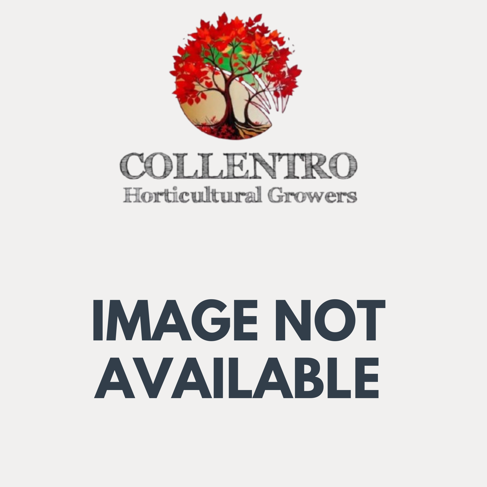 Grey Flower Icon Floral Logo (1).png