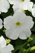 pretty grand white.webp