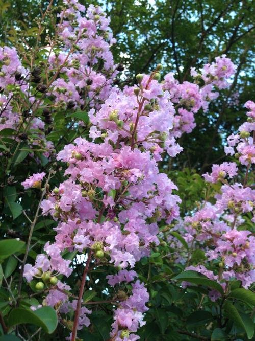 Lagerstroemia indica x fauriei 'Muskogee' (Muskogee Crape Myrtle) 6'B&B