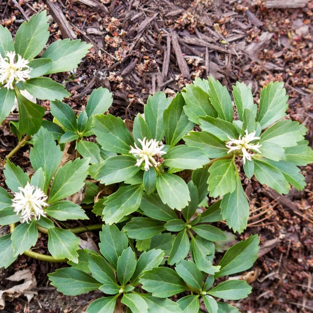 vaste-tuin-planten-pachysandra-terminalis-2.jpg
