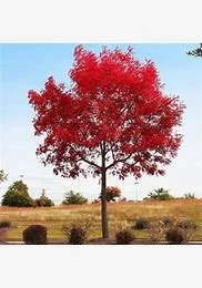 Pistacia chinensis (Chinese pistache) 2" B&B