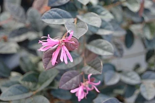 Loropetalum chinense var. rubrum 'Fire Dance' (Fire Dance Chinese Fringe Flower) #3