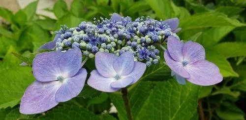 Hydrangea macrophylla 'Blue Cassell' #3