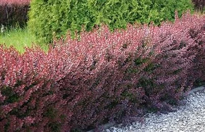 Berberis thunbergii 'Crimson Pygmy' (Crimson Pygmy Barberry)#3 #3