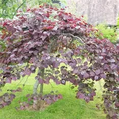 Cercis canadensis 'Ruby Falls' (Ruby Falls Redbud) #15