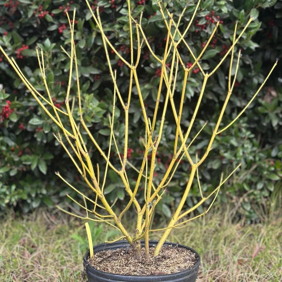 Cornus sericea 'Budd's Yellow' (Budd's Yellow Twig Dogwood) #3