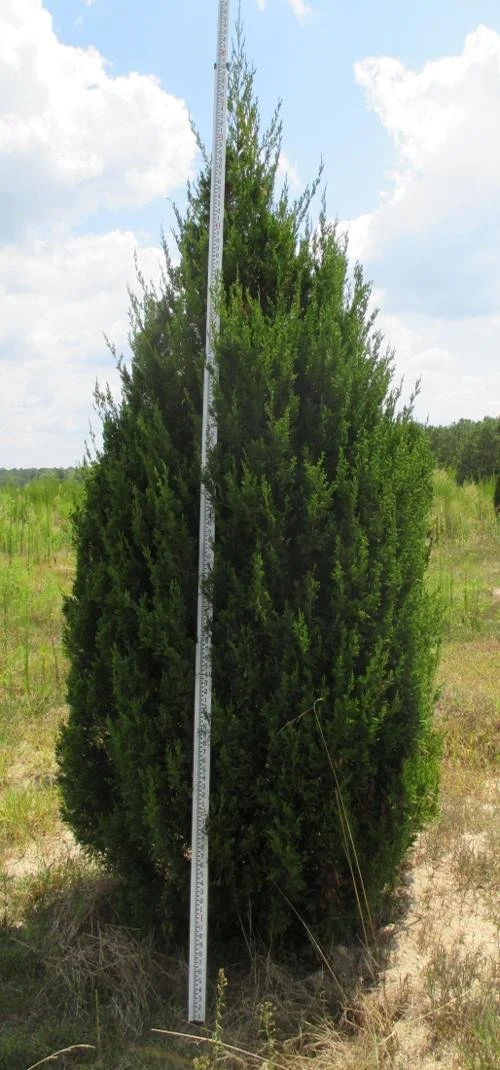 Juniperus virginiana 'Hillspire' (Hillspire Eastern Red Cedar) #10