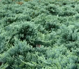 Juniperus horizontalis ' Wiltonii' (Blue Rug Juniper) #3