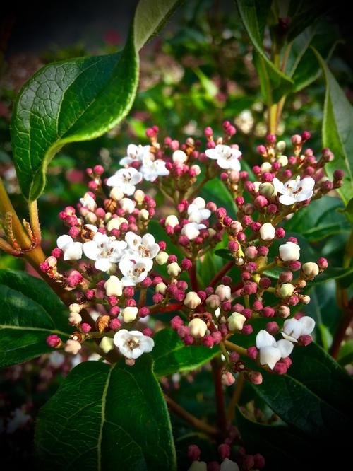 Viburnum davidii x tinus 'sPg-3-024' (Moonlit Lace Viburnum) #3