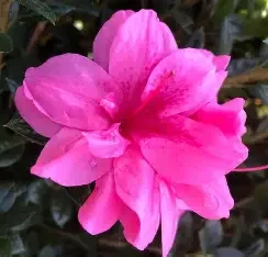 Autumn Empress Encore Azalea #3
