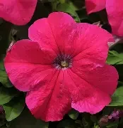 pretty grand rose.webp