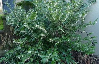 Sarcococca humilis 'Fragrant Valley' (Fragrant Valley Sweetbox) #1