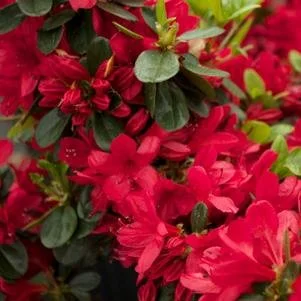 Azalea 'Wolfpack Red' #3