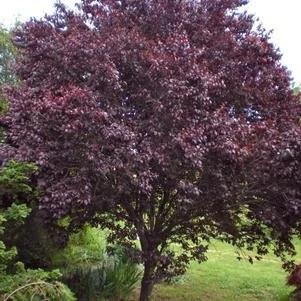 Prunus cerasifera 'Krauter Vesuvius' (KV Purple Leaf Plum) #20
