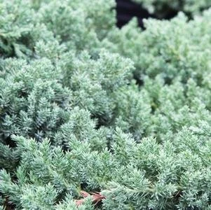 Juniperus procumbens 'Nana' #3
