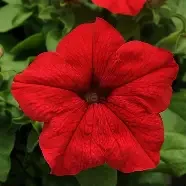 pretty grand red.webp