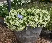 pretty flora mello yellow.webp