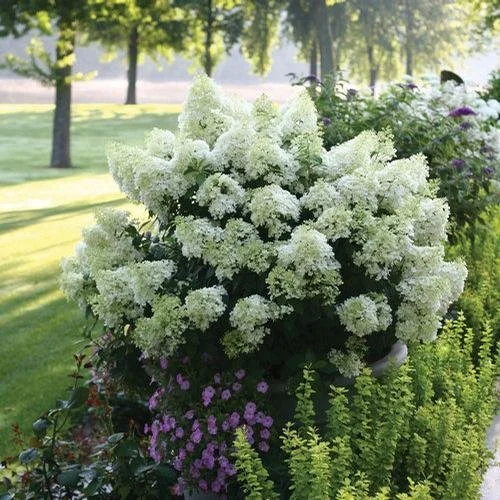 Hydrangea paniculata 'Bobo' #3
