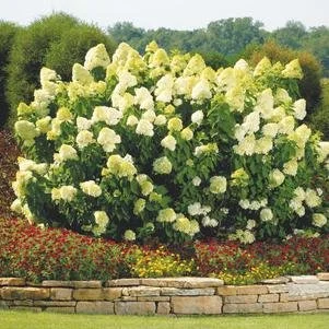 Hydrangea paniculata 'Limelight' (Limelight Hydrangea) #7