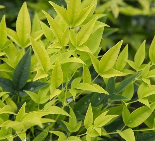 Nandina domestica 'Lemon Lime' #3