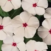 titan polka dot.webp