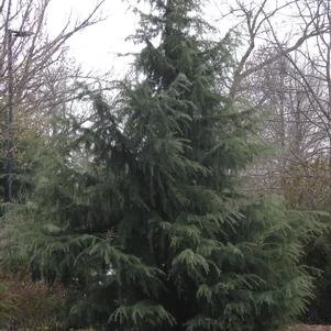 Cedrus deodara 'Bill's Blue' (Bill's Blue Deodor Cedar) 7' B&B