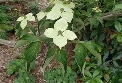 Cornus kousa 'National' (National Kousa Dogwood) #15