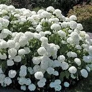 Hydrangea arborescens 'Annabelle' (Annabelle Hydrangea) #3