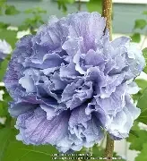 Hibiscus syriacus 'Blueberry Smoothie™'.webp