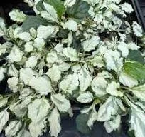 Ajuga reptans 'Princess Leia' (Princess Leia Bugleweed) qt