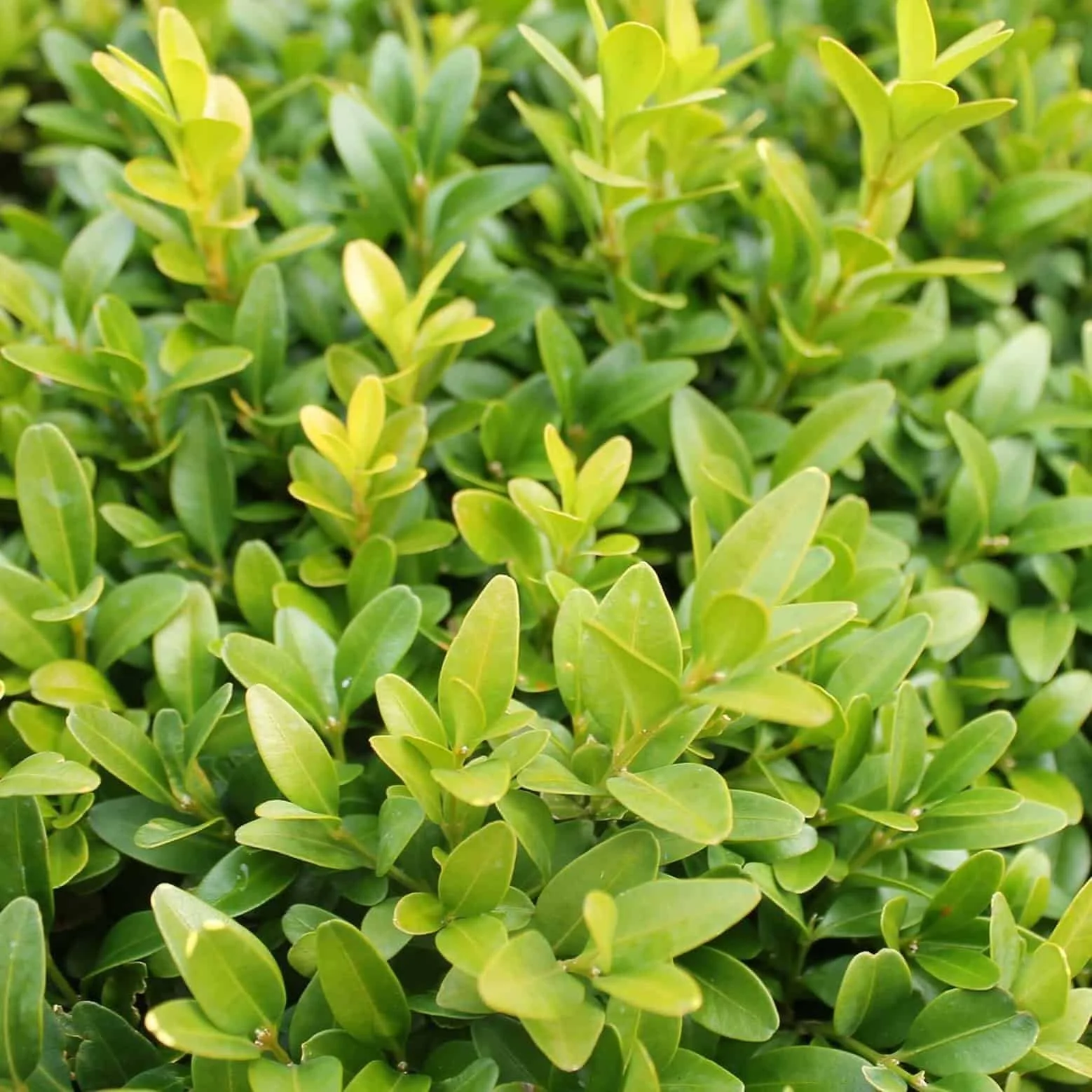 Buxus sempervirens (American Boxwood) #3