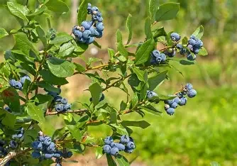 Vaccinium corymbosum (Highbush Blueberry) #3