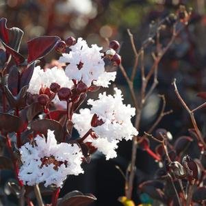 Lagerstroemia indica Black Diamond 'Pure White'(Black Diamond Pure White Crape Myrtle)#7