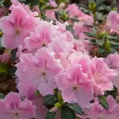 Autumn Sweetheart Encore Azalea #3