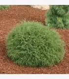 Thuja occidentalis 'Mr. Bowling Ball®' (Mr. Bowling Ball Arborvitae) #3