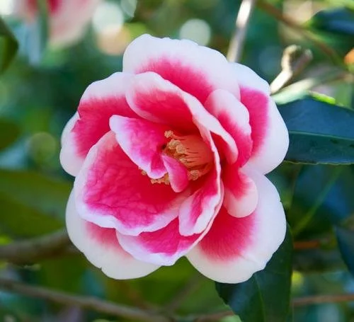 Camellia sasanqua 'Christmas Carol' #3
