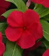 titanium dark red.webp