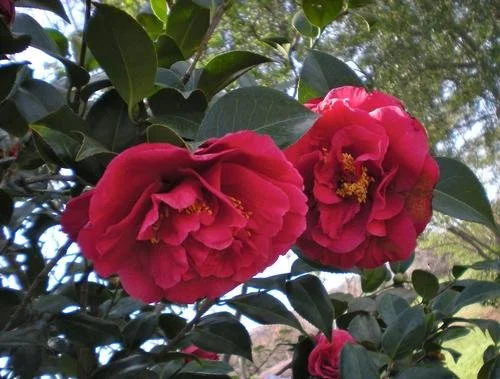 Camellia japonica 'Kramer's Supreme' #3