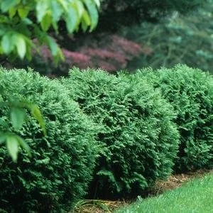 Thuja occidentalis 'Woodwardii' (Woodwardii Globe Arborvitae) #3