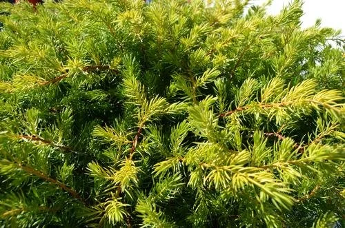 Juniperus conferta 'Golden Pacific' (Golden Pacific Juniper) #3