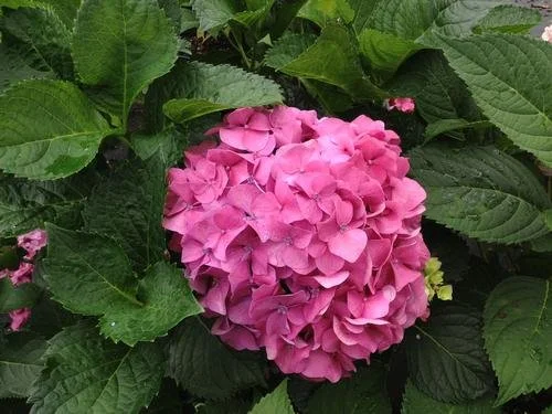 Hydrangea macrophylla 'Bottstein' #3