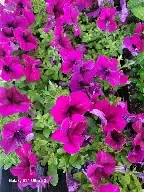 limbo gp burgundy.webp