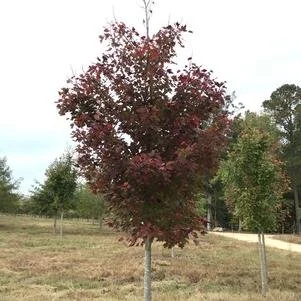 Acer rubrum 'October Glory' (October Glory Red Maple) 2" B&B