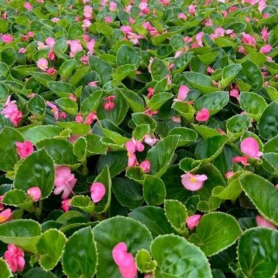 green leaf pink.jpg